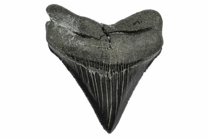 Serrated, Juvenile Megalodon Tooth - South Carolina #341494